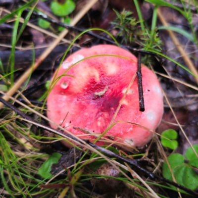 Russula sp. (Russula) at Tallaganda State Forest - 14 Jan 2024 by Csteele4