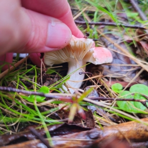 Russula sp. (genus) at QPRC LGA - 14 Jan 2024