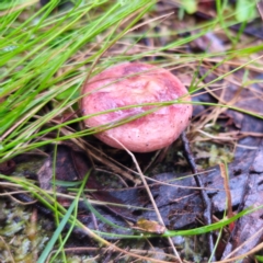 Russula sp. (genus) at QPRC LGA - 14 Jan 2024