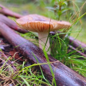 Russula sp. (genus) at QPRC LGA - 14 Jan 2024