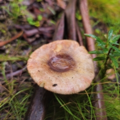 Russula sp. (genus) at QPRC LGA - 14 Jan 2024