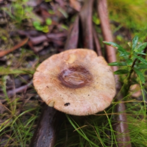 Russula sp. (genus) at QPRC LGA - 14 Jan 2024