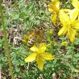 Apis mellifera at Farrer Ridge NR  (FAR) - 11 Jan 2024