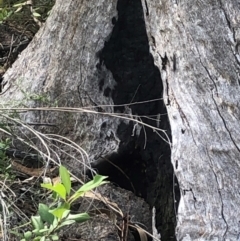 Apis mellifera at Farrer Ridge NR  (FAR) - 11 Jan 2024