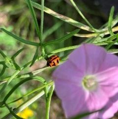 Coccinella transversalis (Transverse Ladybird) at Farrer, ACT - 10 Jan 2024 by melchapman