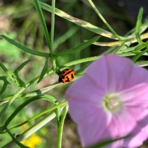 Coccinella transversalis at Farrer Ridge NR  (FAR) - 11 Jan 2024