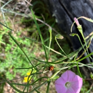 Coccinella transversalis at Farrer Ridge NR  (FAR) - 11 Jan 2024