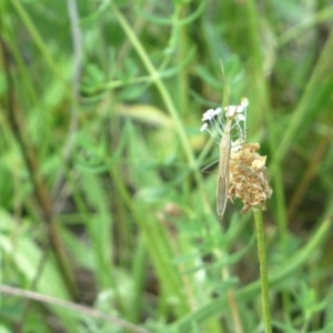 Mutusca brevicornis at Farrer Ridge NR  (FAR) - 11 Jan 2024