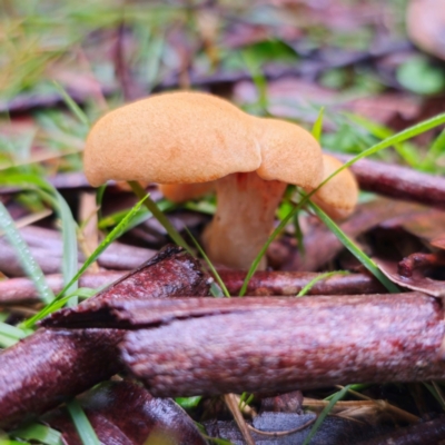 Cuphophyllus austropratensis (Australian Meadow Waxcap) at Tallaganda State Forest - 14 Jan 2024 by Csteele4