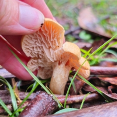 Cuphophyllus austropratensis at Tallaganda State Forest - 14 Jan 2024