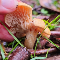 Cuphophyllus austropratensis at Tallaganda State Forest - 14 Jan 2024