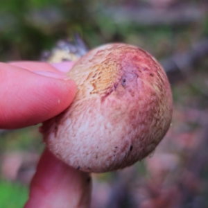 Agaricus sp. at QPRC LGA - 14 Jan 2024 06:05 PM