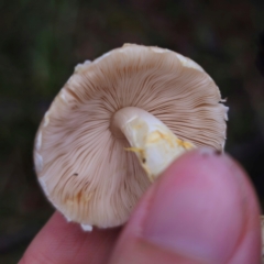 Agaricus sp. at QPRC LGA - 14 Jan 2024 06:05 PM