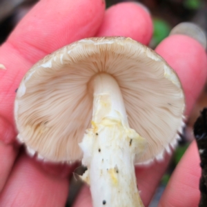 Agaricus sp. at QPRC LGA - 14 Jan 2024 06:05 PM