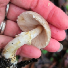 Agaricus sp. at QPRC LGA - 14 Jan 2024 06:05 PM