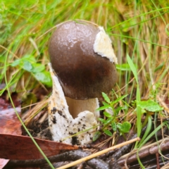 Amanita ‘serrate gills’ at Kindervale, NSW - 14 Jan 2024 by Csteele4