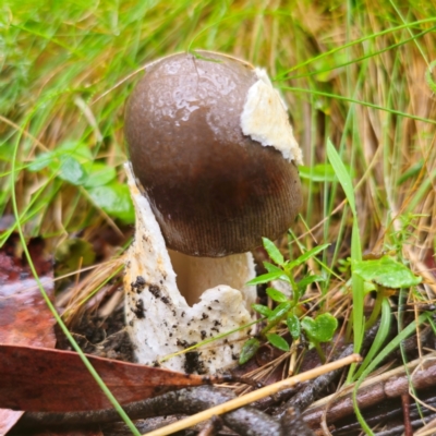 Amanita ‘serrate gills’ at Tallaganda State Forest - 14 Jan 2024 by Csteele4