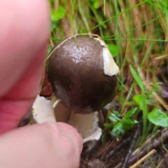 Amanita 'serrate gills' at QPRC LGA - 14 Jan 2024