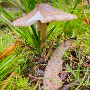 Amanita 'serrate gills' at QPRC LGA - 14 Jan 2024