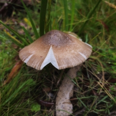 Amanita 'serrate gills' at QPRC LGA - 14 Jan 2024