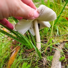 Amanita 'serrate gills' at QPRC LGA - 14 Jan 2024