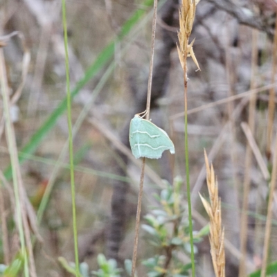 Euloxia meandraria (Two-lined Euloxia) at Captains Flat, NSW - 14 Jan 2024 by Csteele4