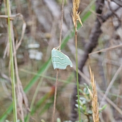 Euloxia meandraria at QPRC LGA - 14 Jan 2024