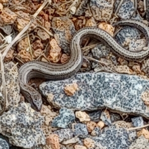 Hemiergis talbingoensis at Duffy, ACT - 7 Jan 2024 11:27 AM