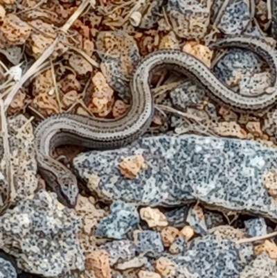 Hemiergis talbingoensis (Three-toed Skink) at Duffy, ACT - 7 Jan 2024 by Icing