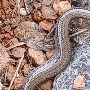 Hemiergis talbingoensis at Duffy, ACT - 7 Jan 2024 11:27 AM