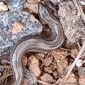 Hemiergis talbingoensis at Duffy, ACT - 7 Jan 2024 11:27 AM