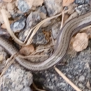 Hemiergis talbingoensis at Duffy, ACT - 7 Jan 2024 11:27 AM