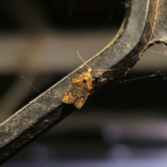 Capua intractana (A Tortricid moth) at QPRC LGA - 14 Jan 2024 by Csteele4