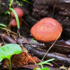 Gymnopilus ferruginosus at Tallaganda State Forest - 14 Jan 2024 by Csteele4