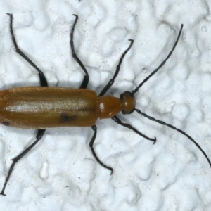 Zonitis sp. (genus) at Ainslie, ACT - 5 Dec 2023