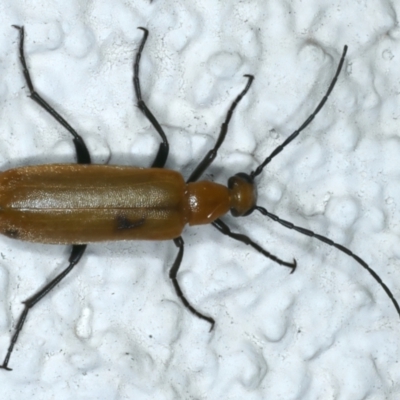 Zonitis sp. (genus) (Oil beetle) at Ainslie, ACT - 5 Dec 2023 by jb2602