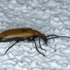 Zonitis sp. (genus) at Ainslie, ACT - 5 Dec 2023