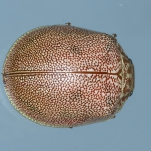 Paropsis atomaria at Ainslie, ACT - 5 Dec 2023