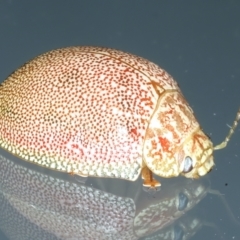 Paropsis atomaria at Ainslie, ACT - 5 Dec 2023