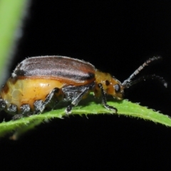 Poneridia (Genus) (Skeletonizing Leaf Beetle) at Capalaba, QLD - 11 Jan 2024 by TimL