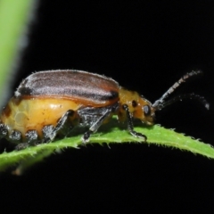 Unidentified Beetle (Coleoptera) at Capalaba, QLD - 11 Jan 2024 by TimL
