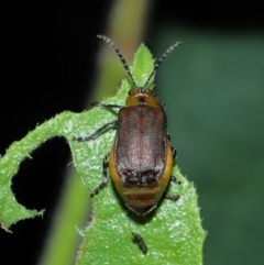 Poneridia (Genus) at suppressed - suppressed