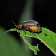 Poneridia (Genus) at suppressed - suppressed