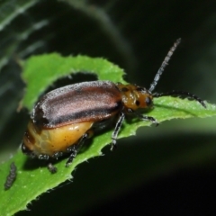 Poneridia (Genus) at suppressed - suppressed