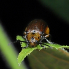 Poneridia (Genus) at suppressed - 11 Jan 2024 12:53 PM