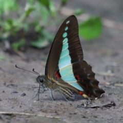 Graphium choredon (Blue Triangle) at Ormiston, QLD - 13 Jan 2024 by TimL