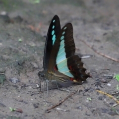 Graphium choredon at Ormiston, QLD - 13 Jan 2024 09:09 AM