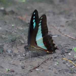 Graphium choredon at Ormiston, QLD - 13 Jan 2024