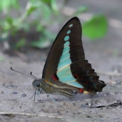 Graphium choredon at Ormiston, QLD - 13 Jan 2024 09:09 AM