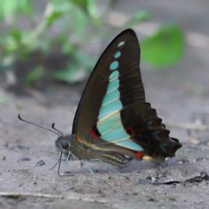 Graphium choredon at Ormiston, QLD - 13 Jan 2024